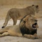 Cecil, the much-loved Zimbabwean lion, foreground was allegedly killed by an American tourist, according to the Zimbabwe Conservation Task Force charity. The hunter has been identified as a Minnesota man.