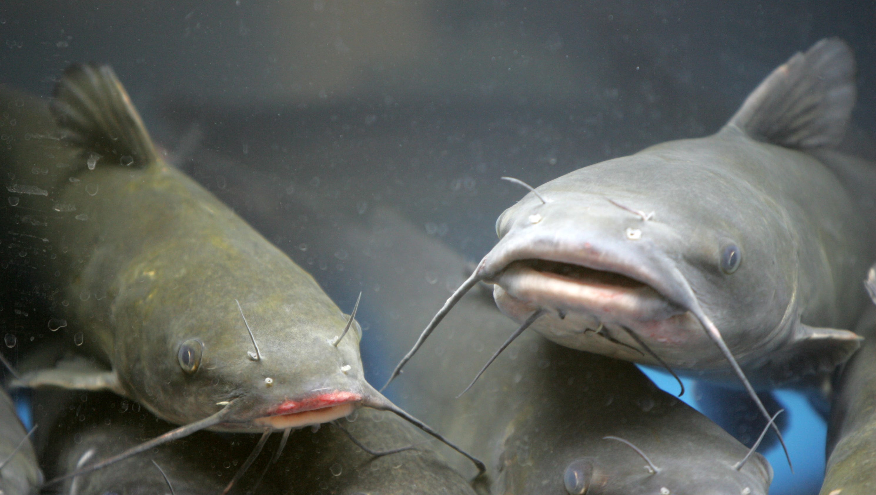 Mississippi catfish company recalls 34.5 tons of adulterated product