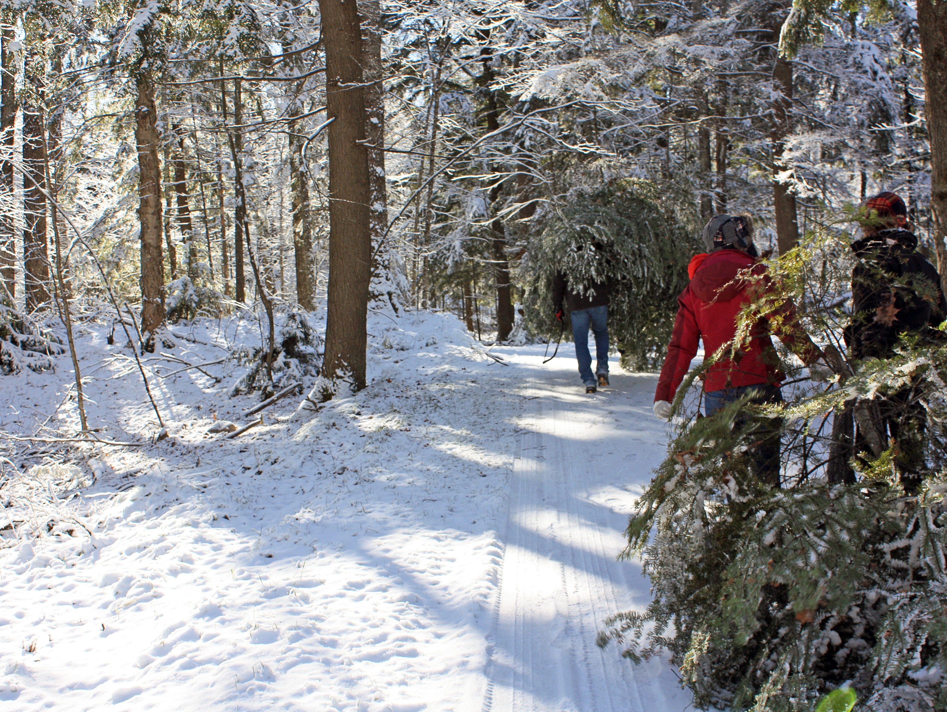christmas tree how to find one in a wisconsin state forest christmas in the forest