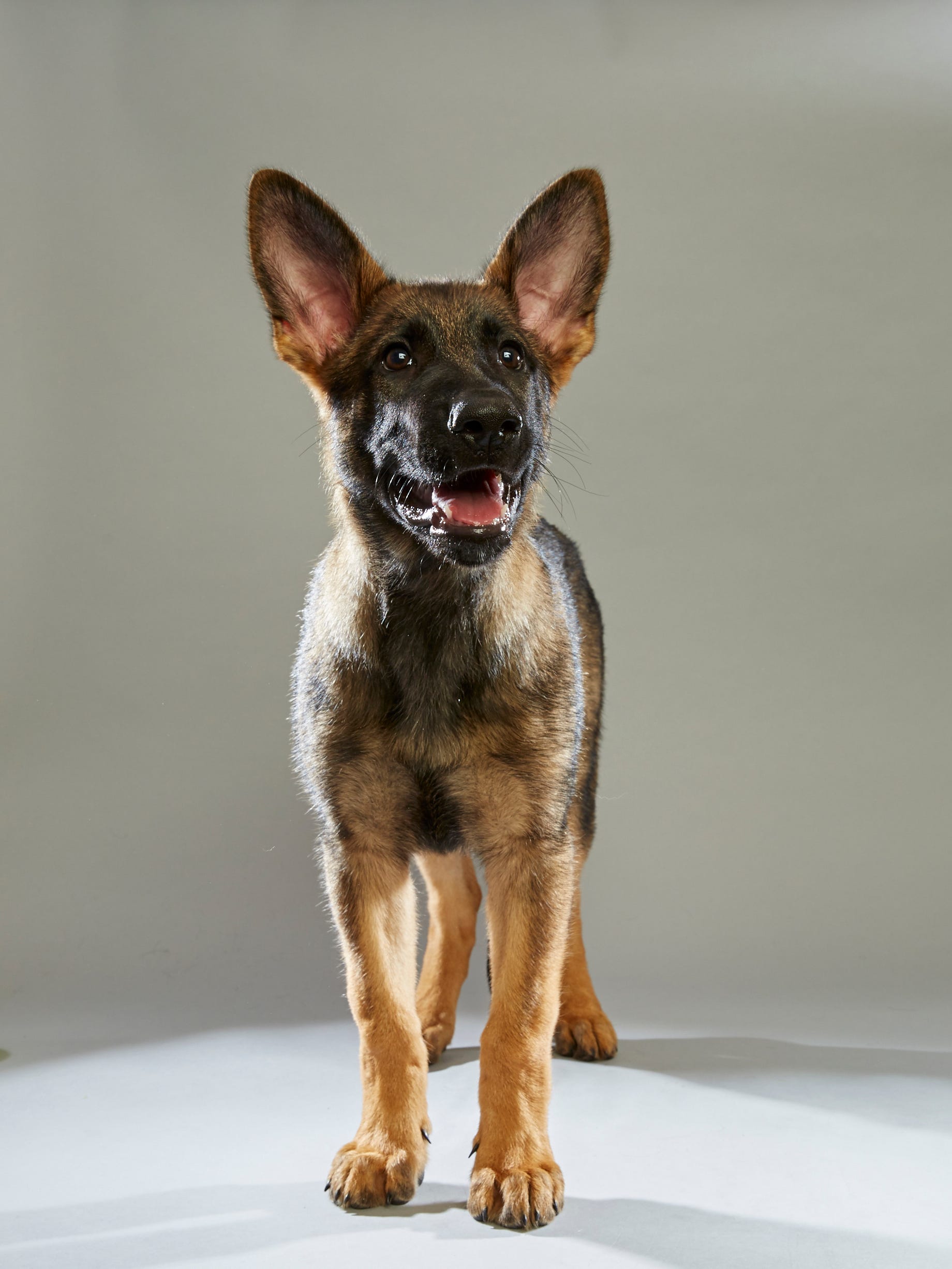 Michigan Puppy Makes The Roster Of 2016 Puppy Bowl