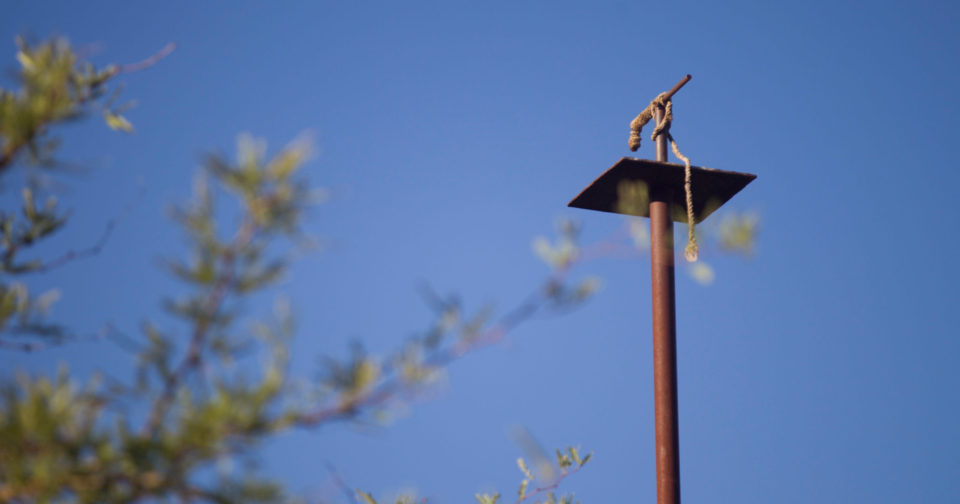 Rodent buffet: How Phoenix uses birds of prey to kill pests