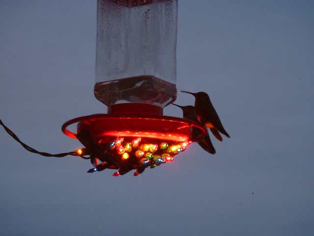 How To Prevent Your Hummingbird Feeder From Freezing