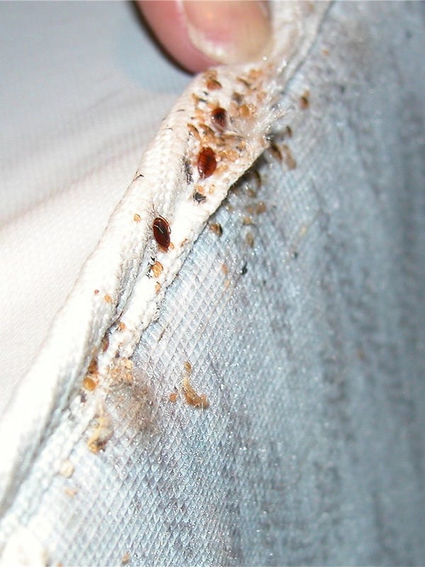 Indy has 13th most bed bugs in the nation, survey finds