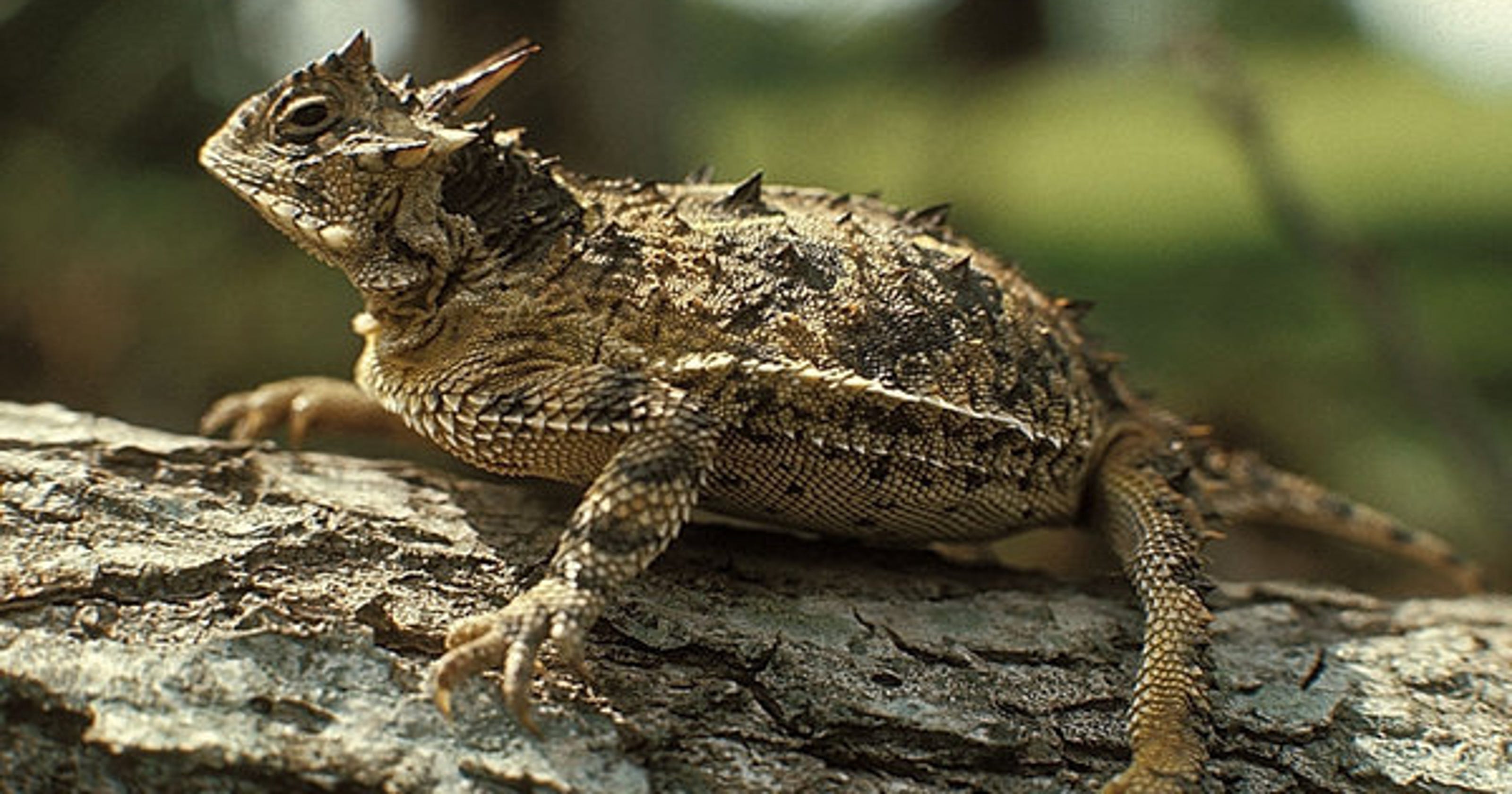 Wild File Texas Horned Lizard