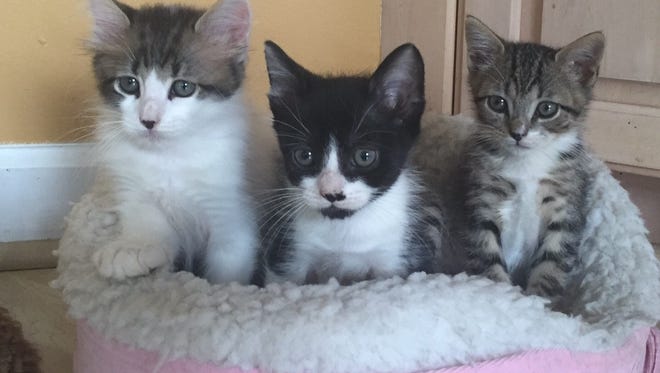 These cute little kittens are awaiting adoption.