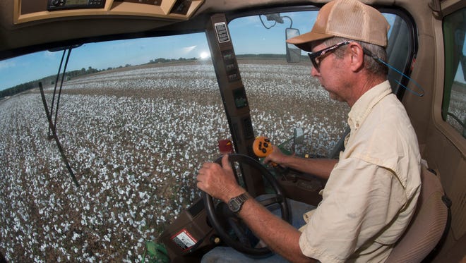 Jay Farmer, Alan Edwards, drives a giant mechanical picker to help out a fellow farmer in picking cotton from the fields in Jay. In mid-late Oct., the harvesting of cotton is a common sight in the northern sections of both Santa Rosa and Escambia Counties