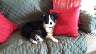 Mimi, a small border collie belonging to Hiromi Sato of Cason Trail, was killed by a bow hunter Saturday.
