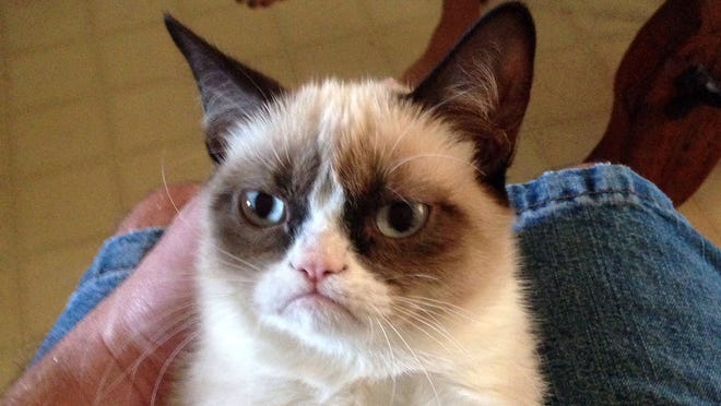 Grumpy Cat The Arizona Meme Sensation Is Dead At 7