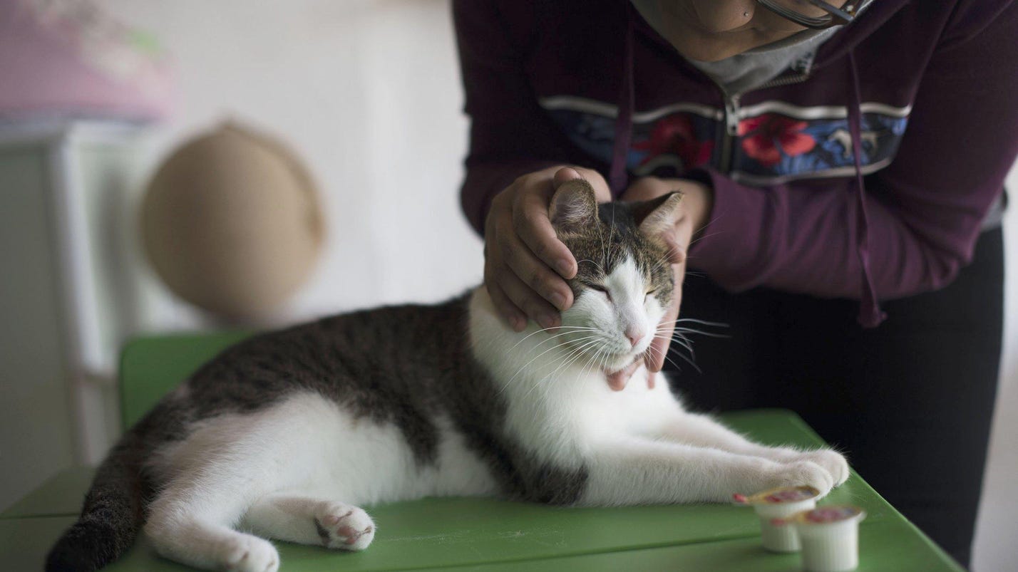 Life is purrfect for cat adoption café in Ferndale