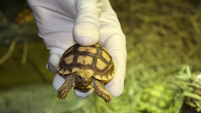 This African Spur-thighed Tortoise is one of the turtles being cared for by the Detroit Zoo after being confiscated as part of a smuggling ring.