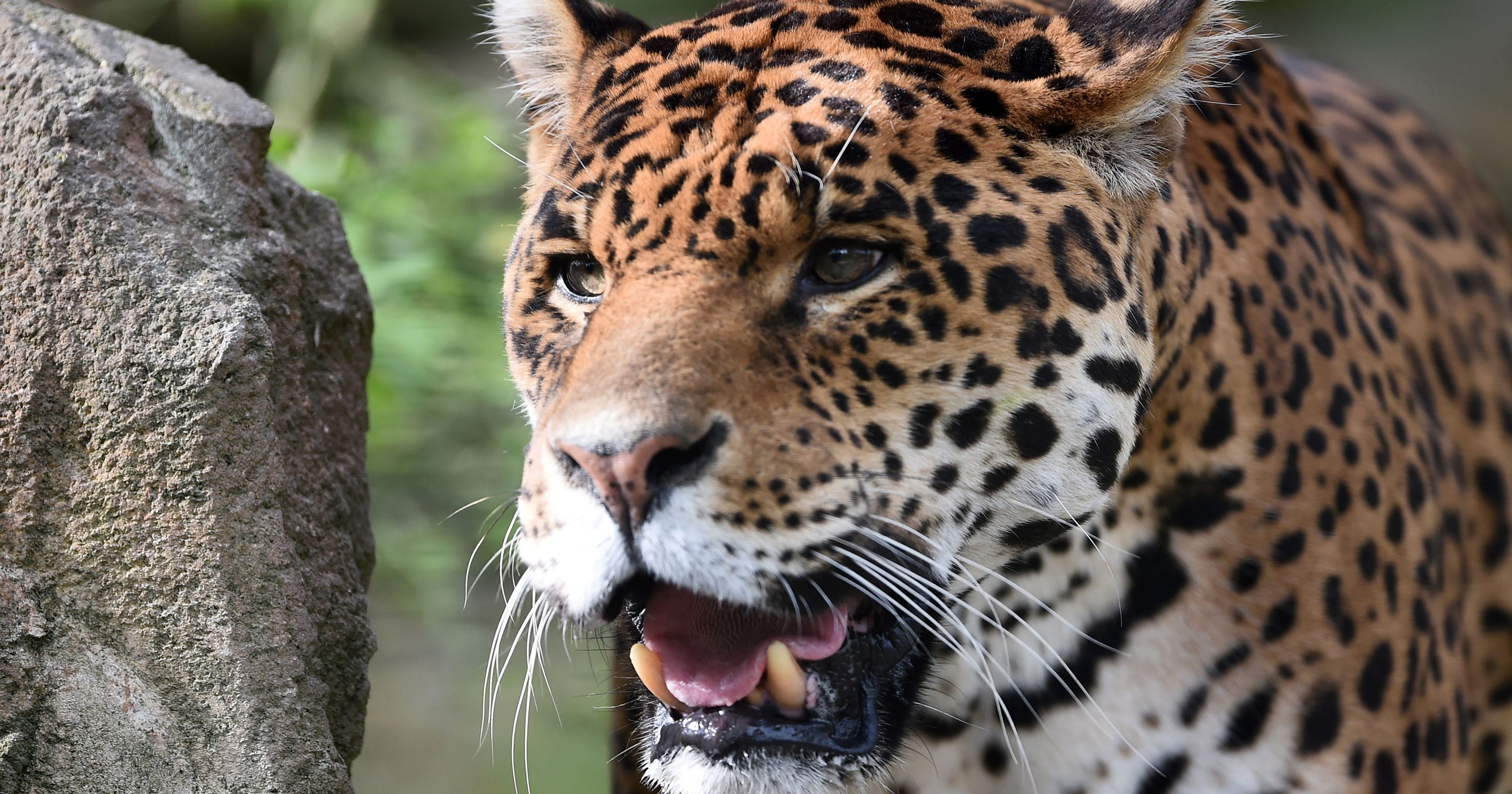 Store prosecuted for selling Jaguar fur coat to Mississippi customer