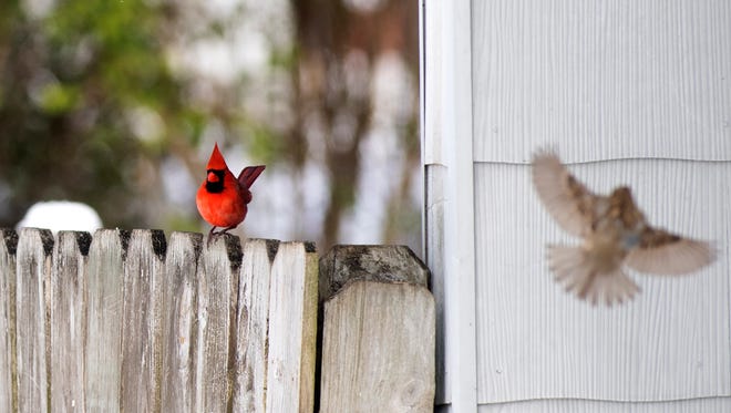 A cardinal perches on a fence by a resident's bird feeder  Tuesday, Jan. 16, 2017, after a night of snow in Jackson.