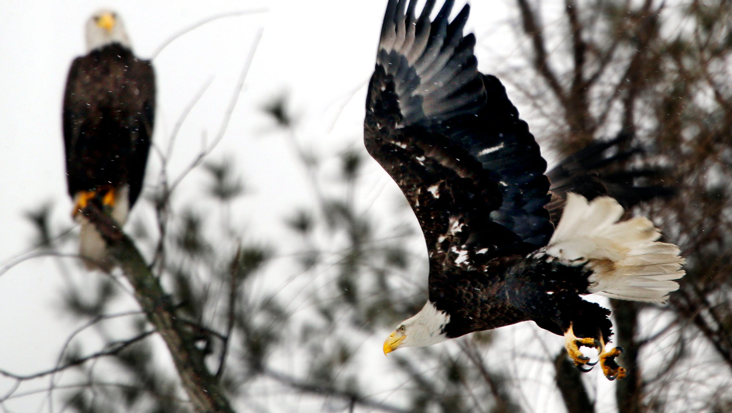 Discovery Of 13 Dead Bald Eagles In Maryland Sparks Federal