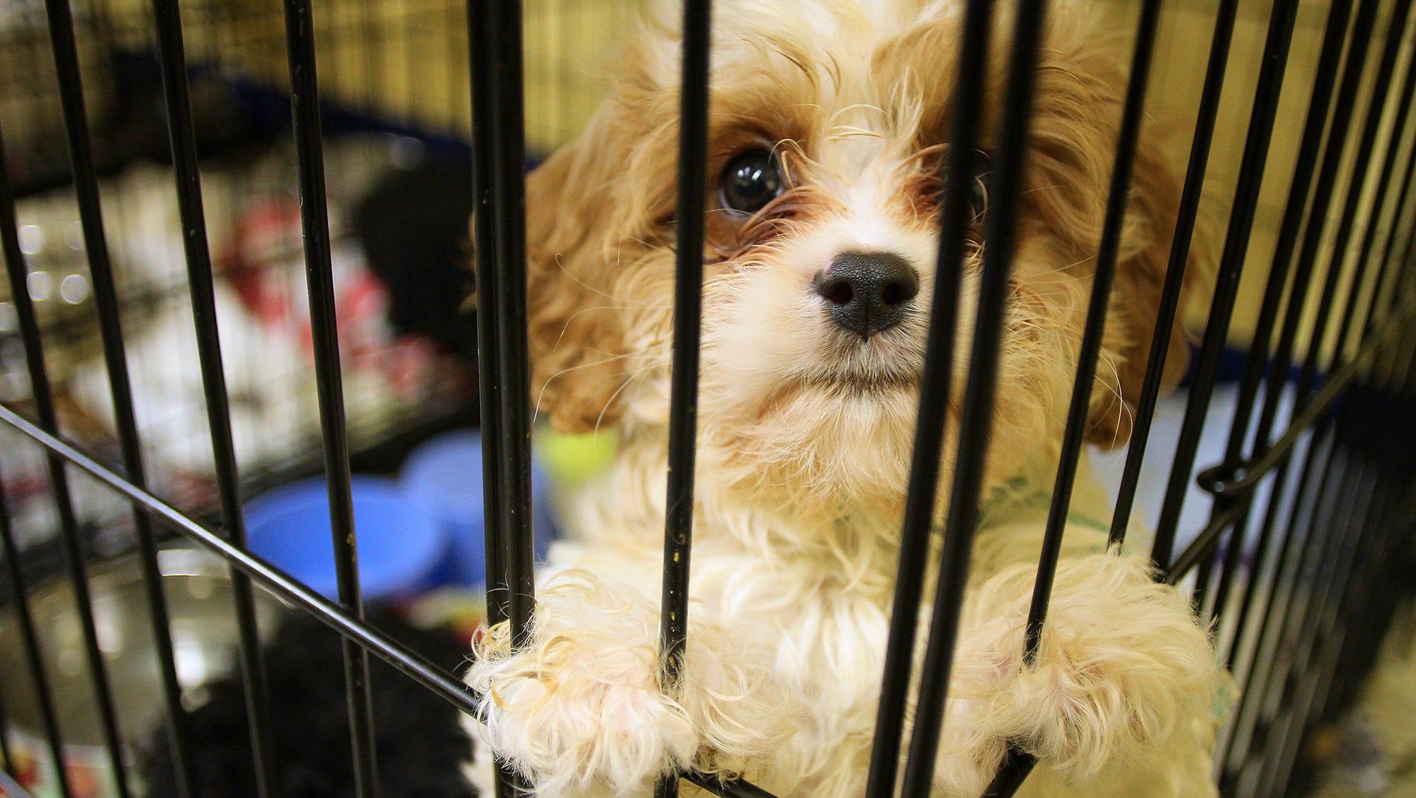 Dogs Found Crammed Into Minivan Recovering At Shelter