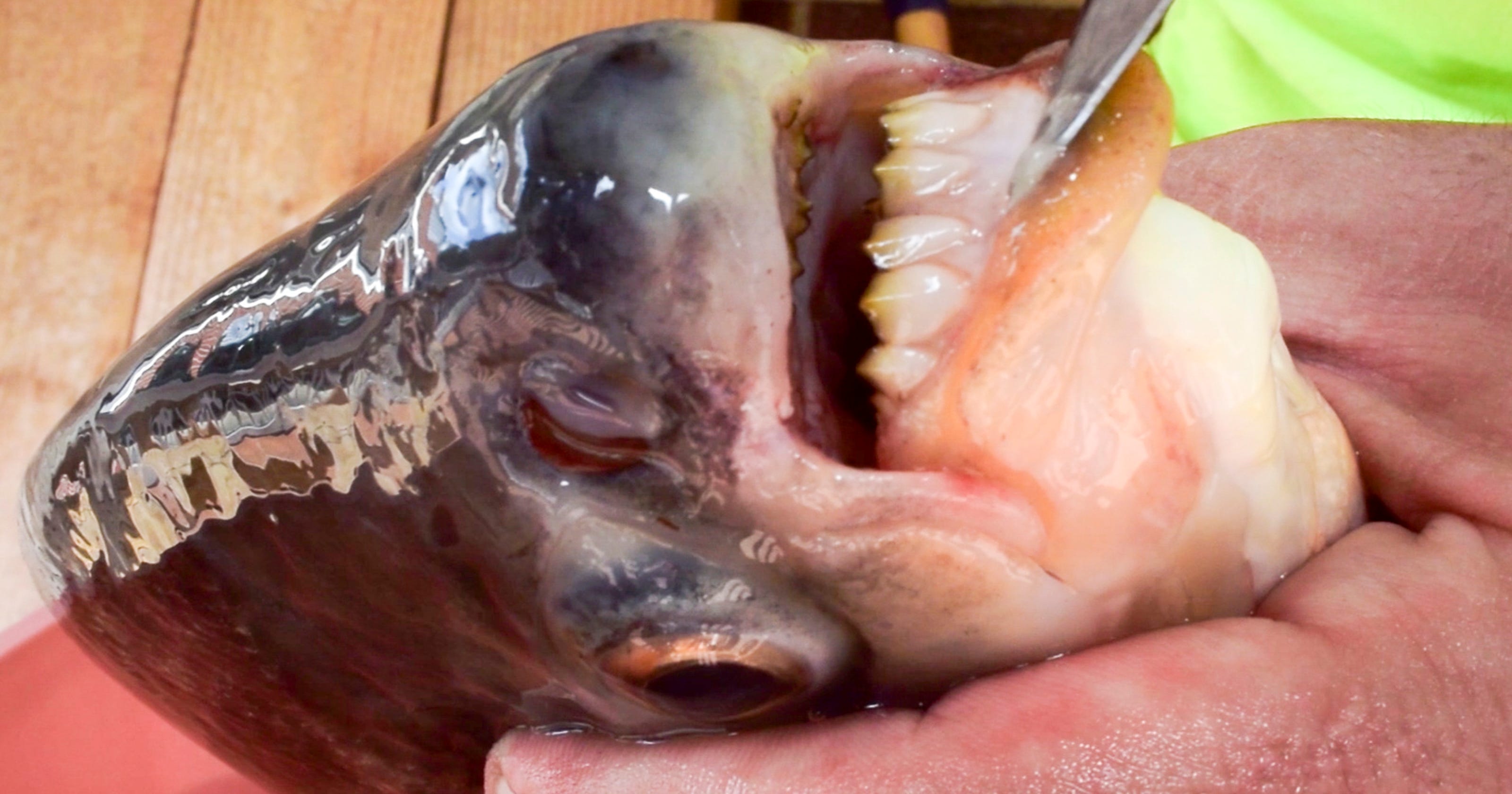 Catch of the day Ohio teen reels in piranhalike fish