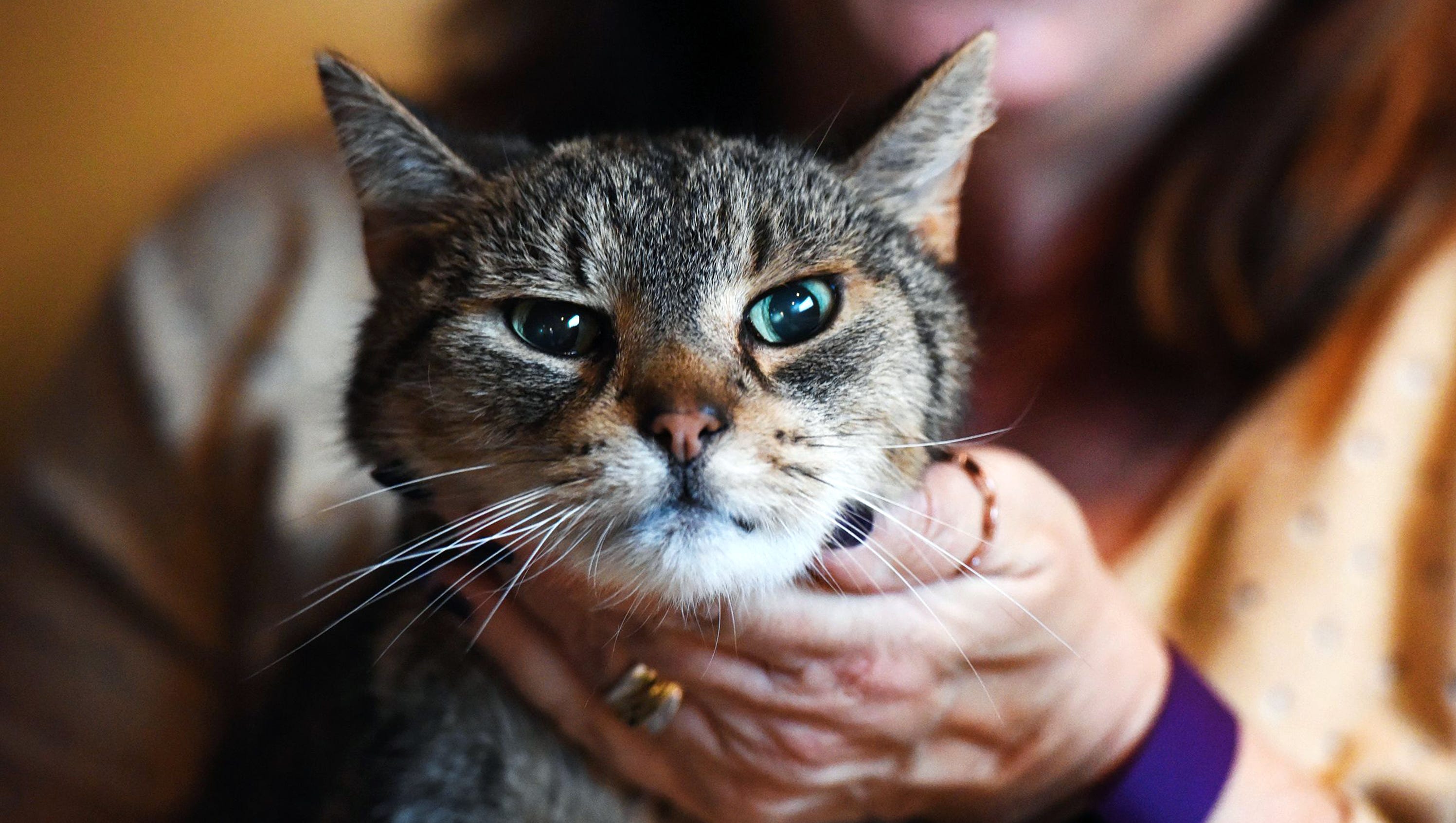 Jimmy The Cat Reunited With N J Family After 2 Years