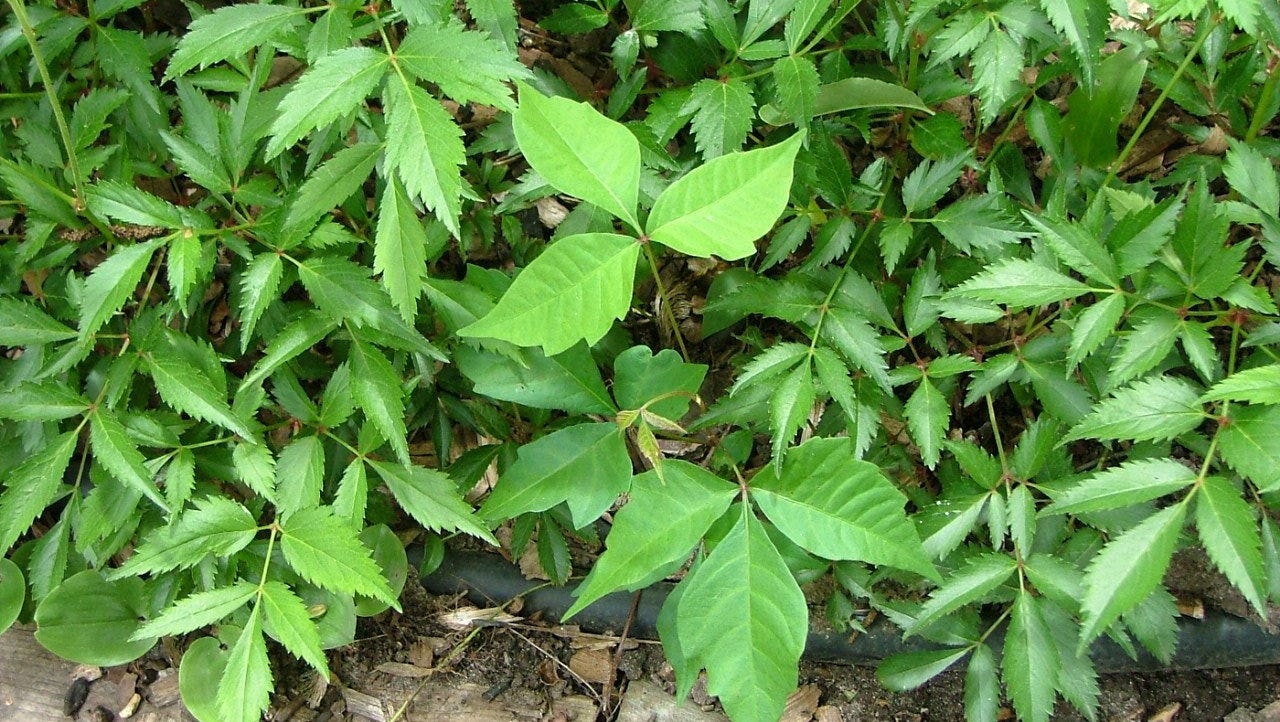 Spring showers gave power to poison ivy, experts say