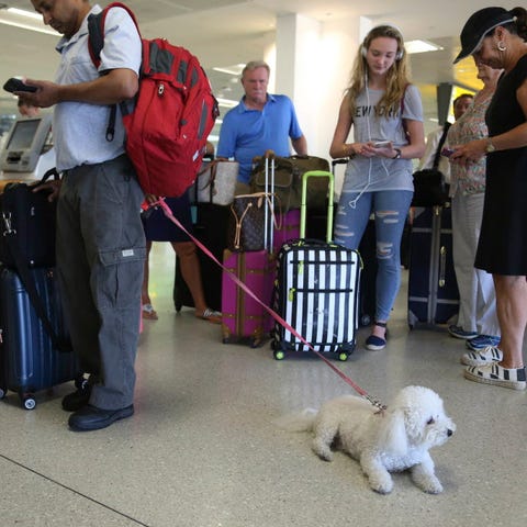 A dog named Jazzy waits in line with Delta Air...