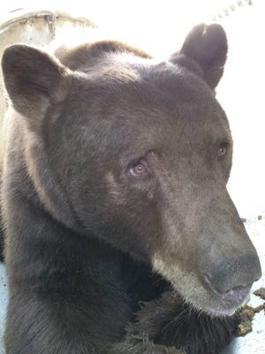 
A large male black bear was captured Thursday near Lakeridge Golf Course in Reno.
