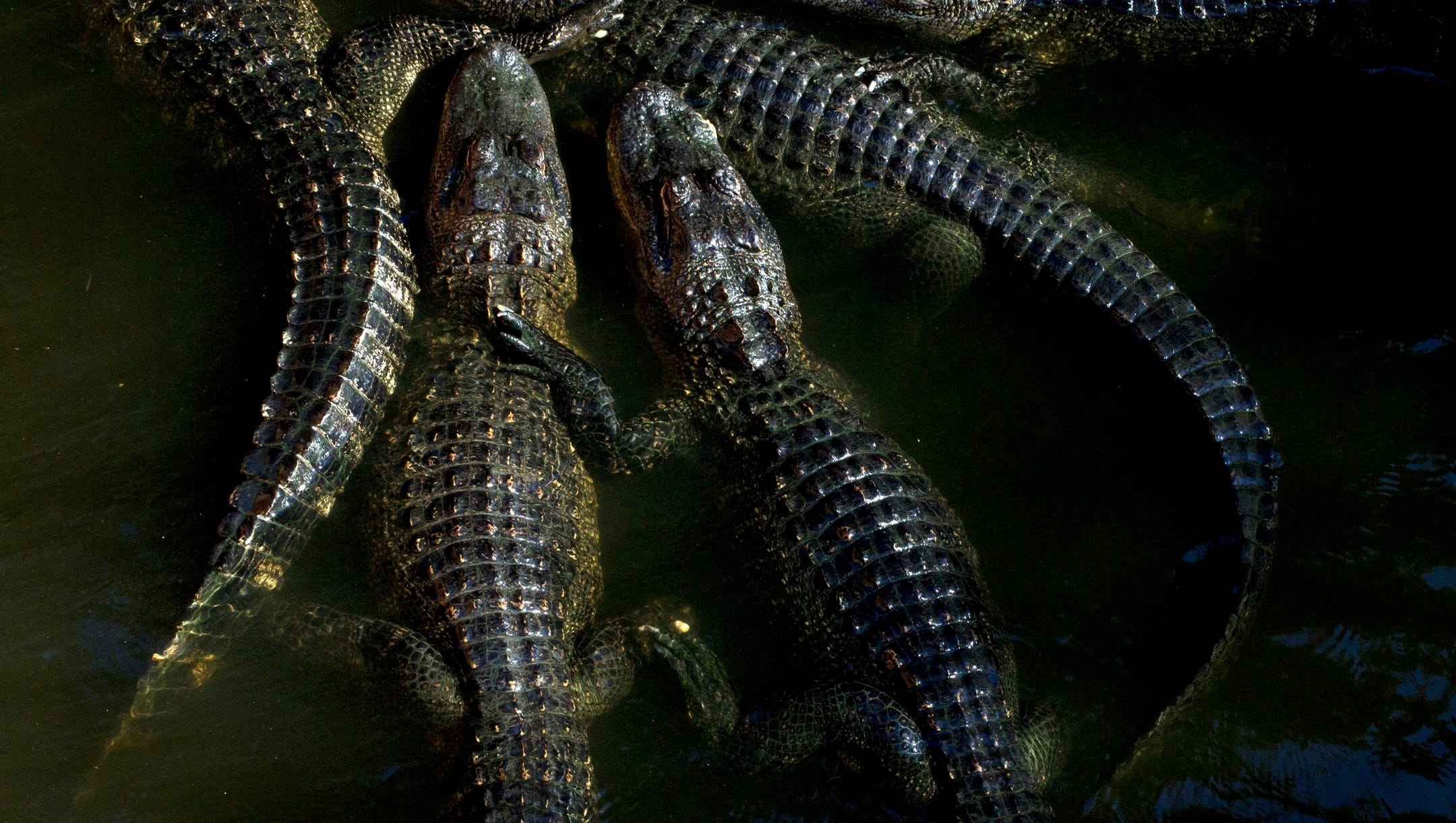 Everglades Wonder Gardens 20 Things That Make The Bonita Springs