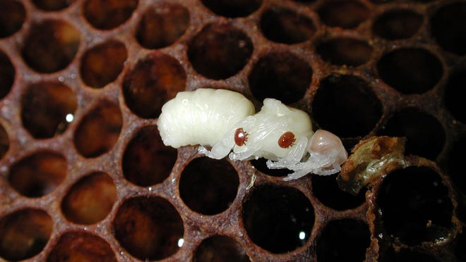 The Varroa mite is believed to infest honeybee colonies by cloaking itself in their smell.