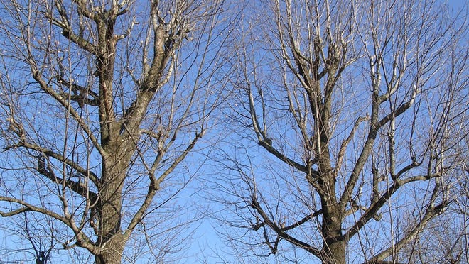 Topping trees results in sucker growth, which grows rapidly and weakly in an attempt to provide food for the compromised root system.