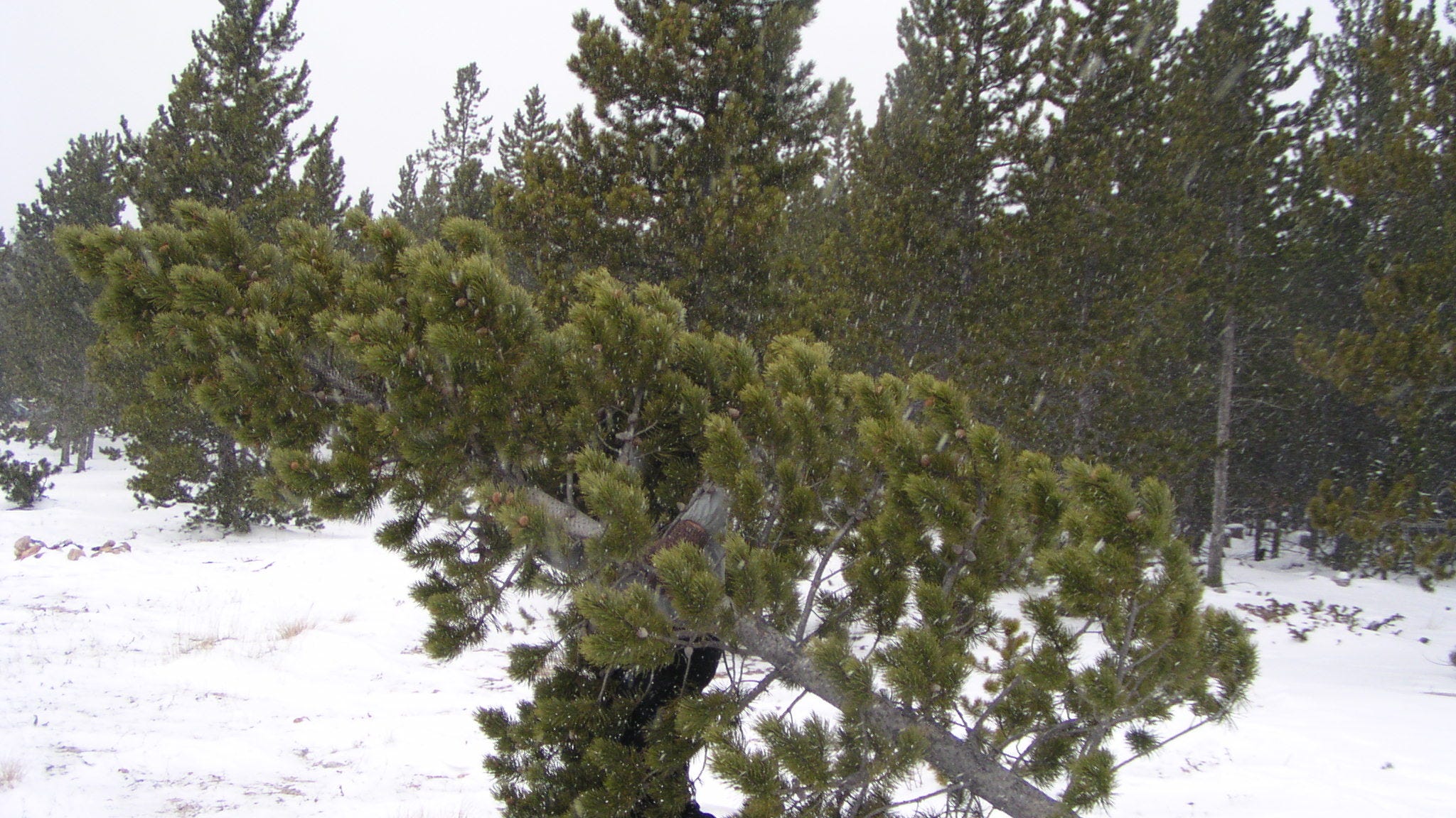 Where To Cut Down Your Own Christmas Tree In Colorado