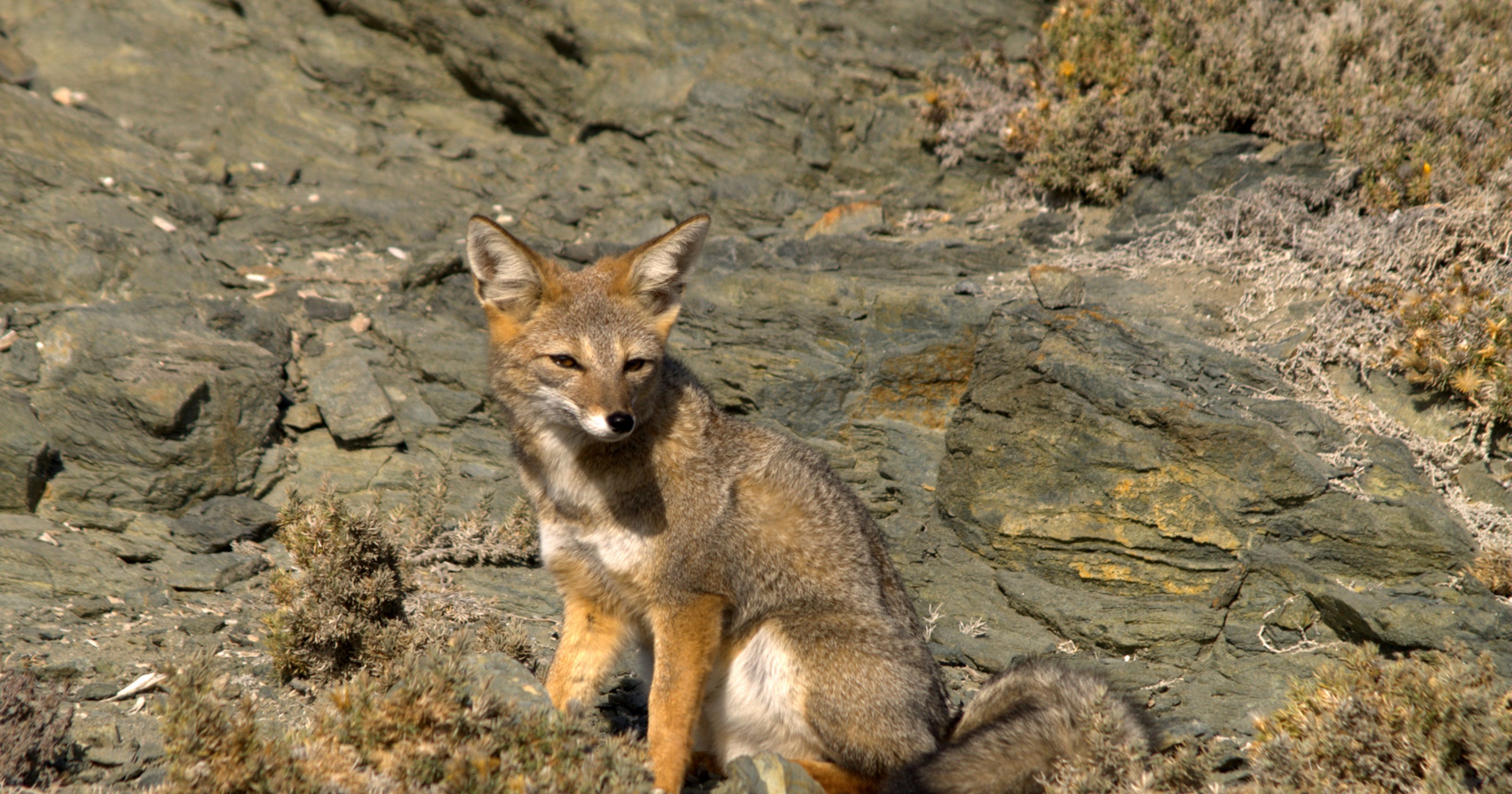 Rabid fox found in Sussex