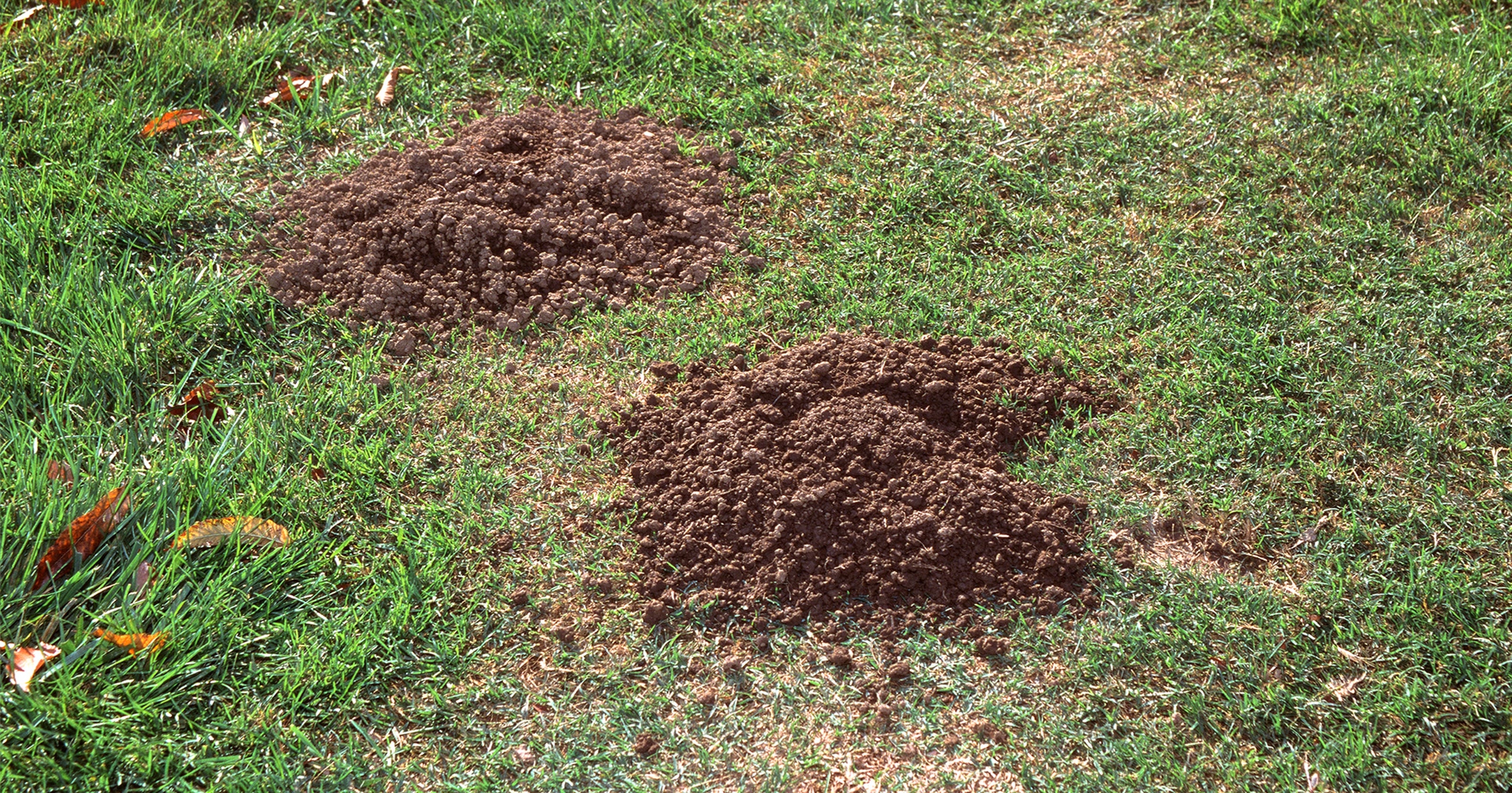 Master Gardeners: How to get rid of gophers and the mounds they make