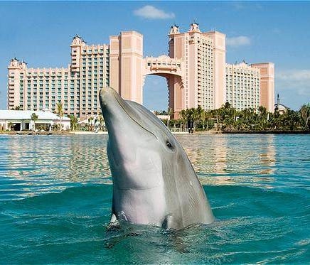 Home to Atlantic Bottlenose dolphins, Dolphin Cay sits on 14 acres and is fed by seven million gallons of seawater.