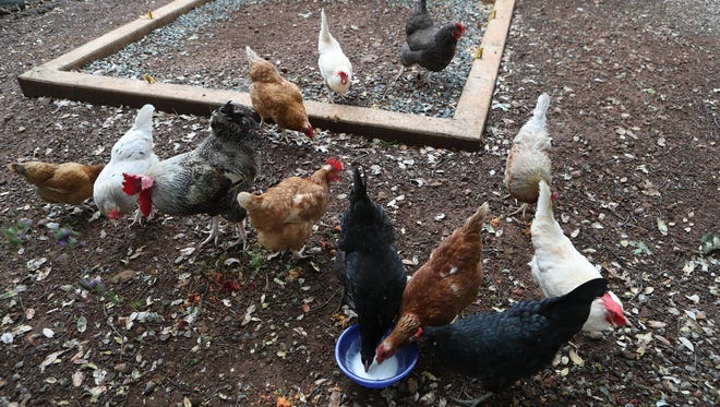 Roosters and chickens get their evening meal at Lianne Bowman's home in Shasta Lake.