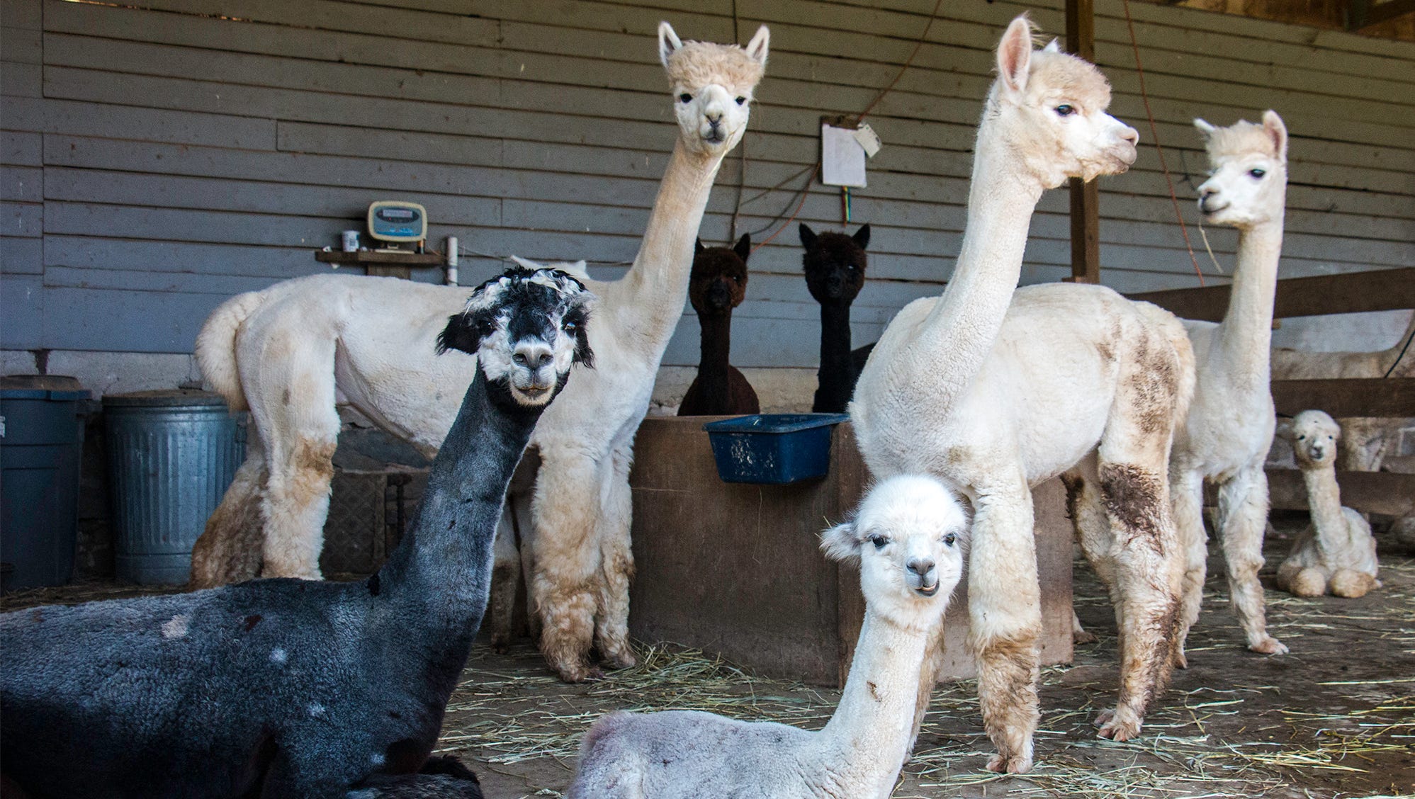 From birth to sweater, these alpacas roam the farm