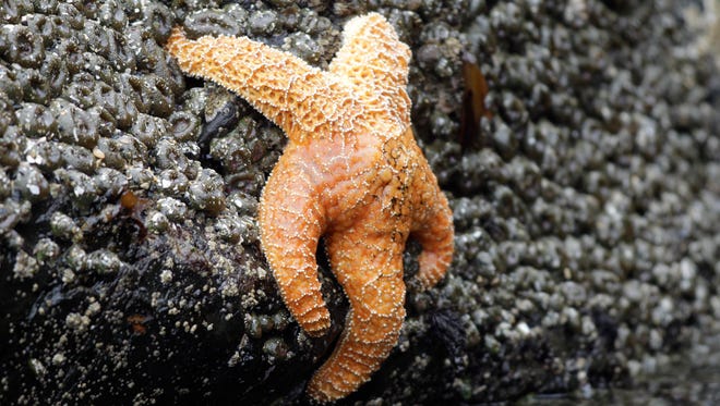 This July 31, 2010 file photo, shows a starfish clinging to a rock near Haystack Rock during low tide in Cannon Beach.
