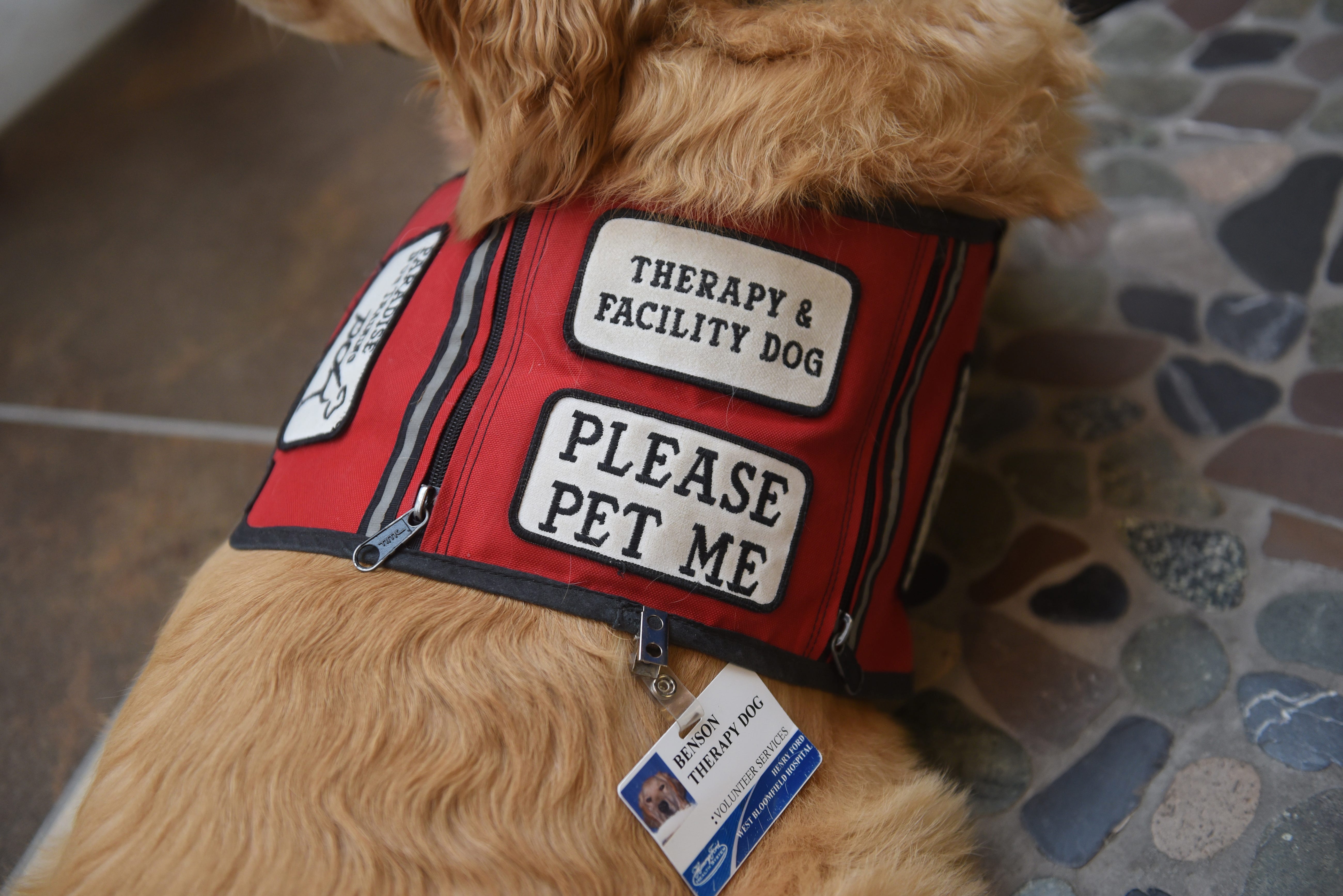 therapy dog please pet me