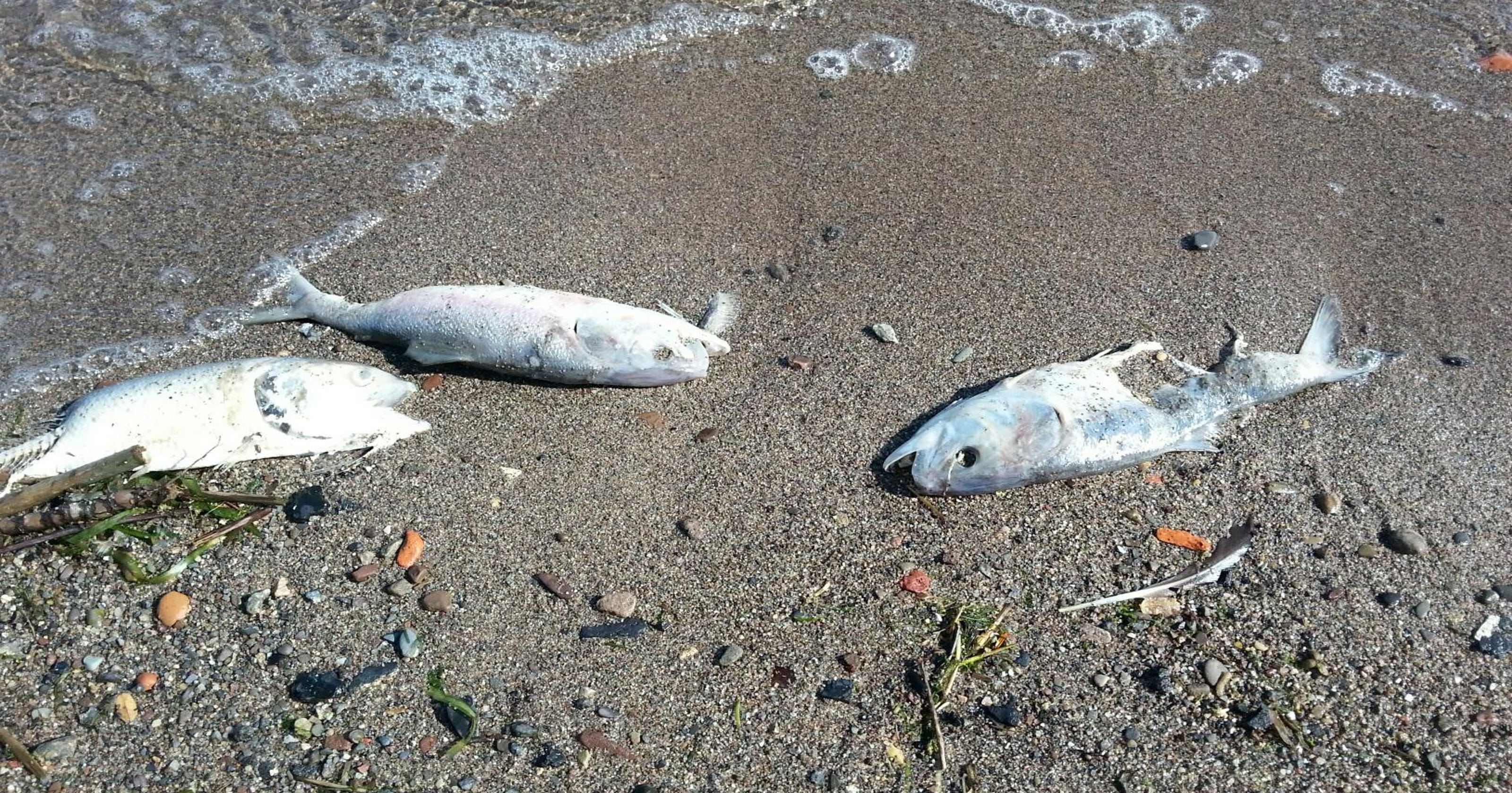 Hudson River fish die-off reported; environmentalists conerned