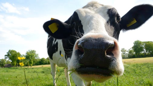 A Mercersburg farm is turning cow pies into compost and cow bedding while helping to clean up the Cheasapeake Bay.