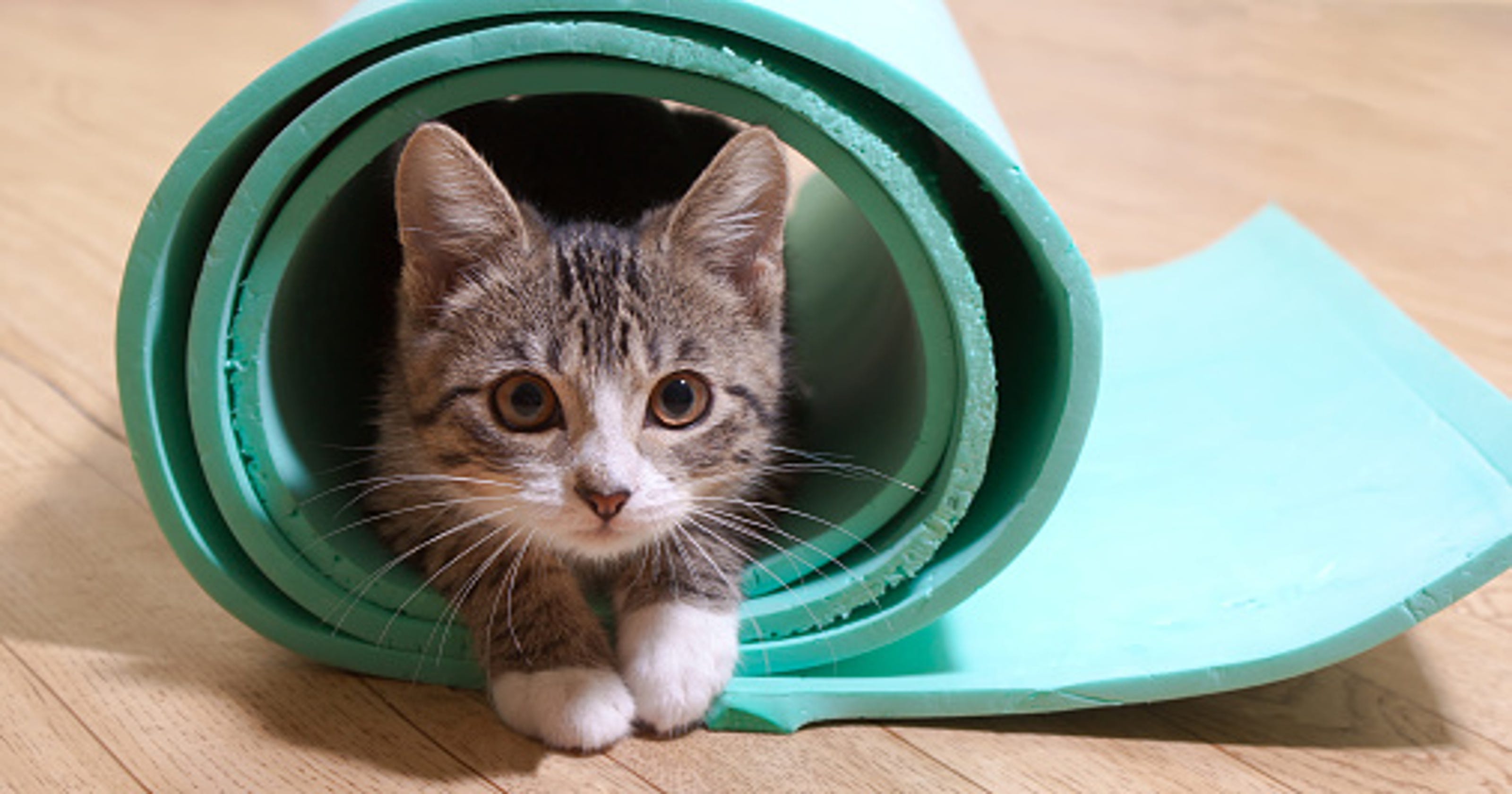 Top 5 things to do Cat yoga, Big Crafty, ZaPow & luau