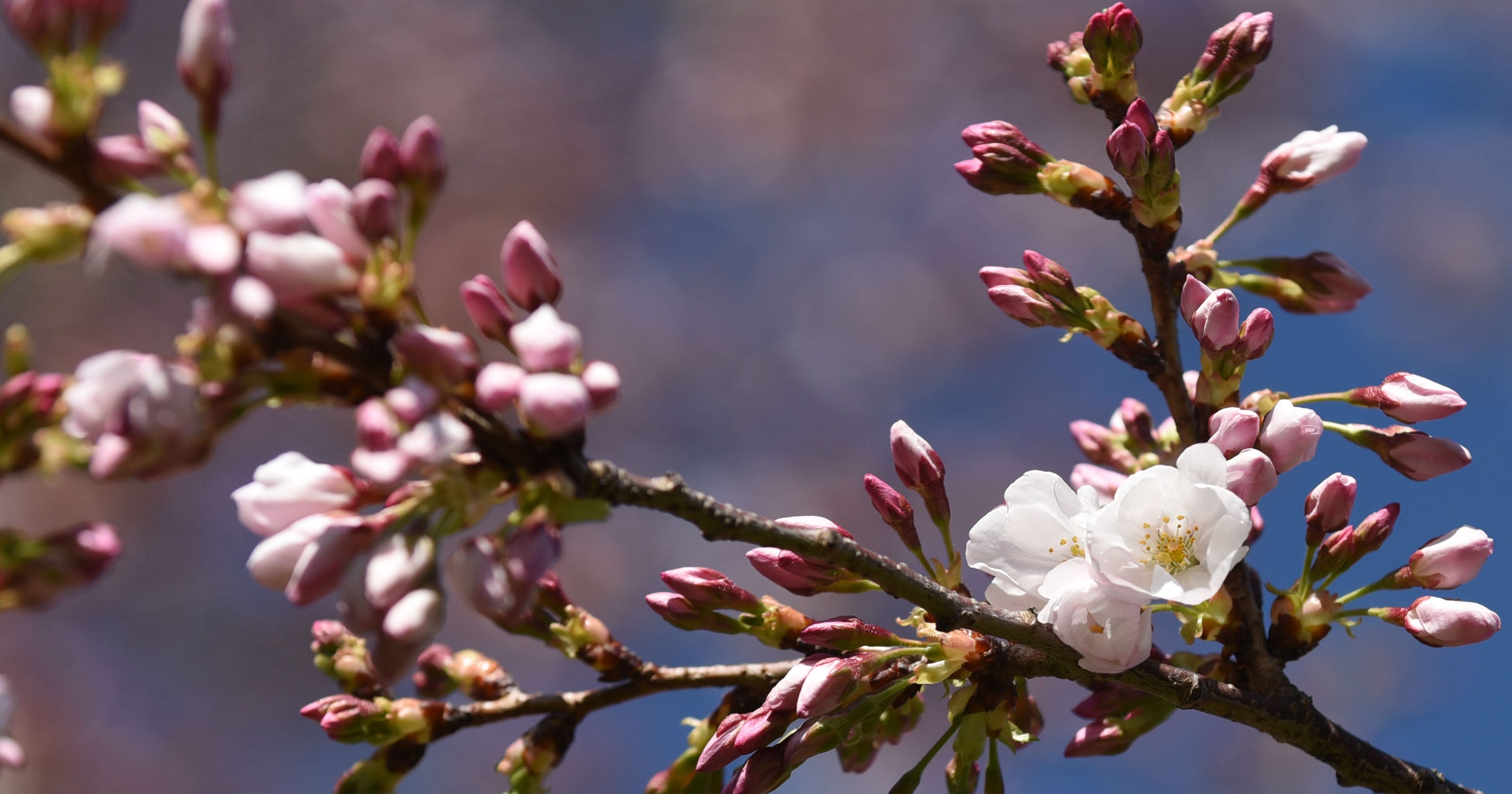 Capitol cherry blossoms bloom early due to warm weather