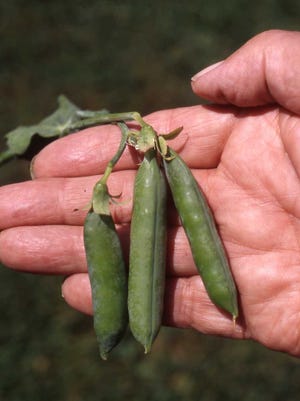 Now is the best time to prepare soil for a late March planting of garden peas.