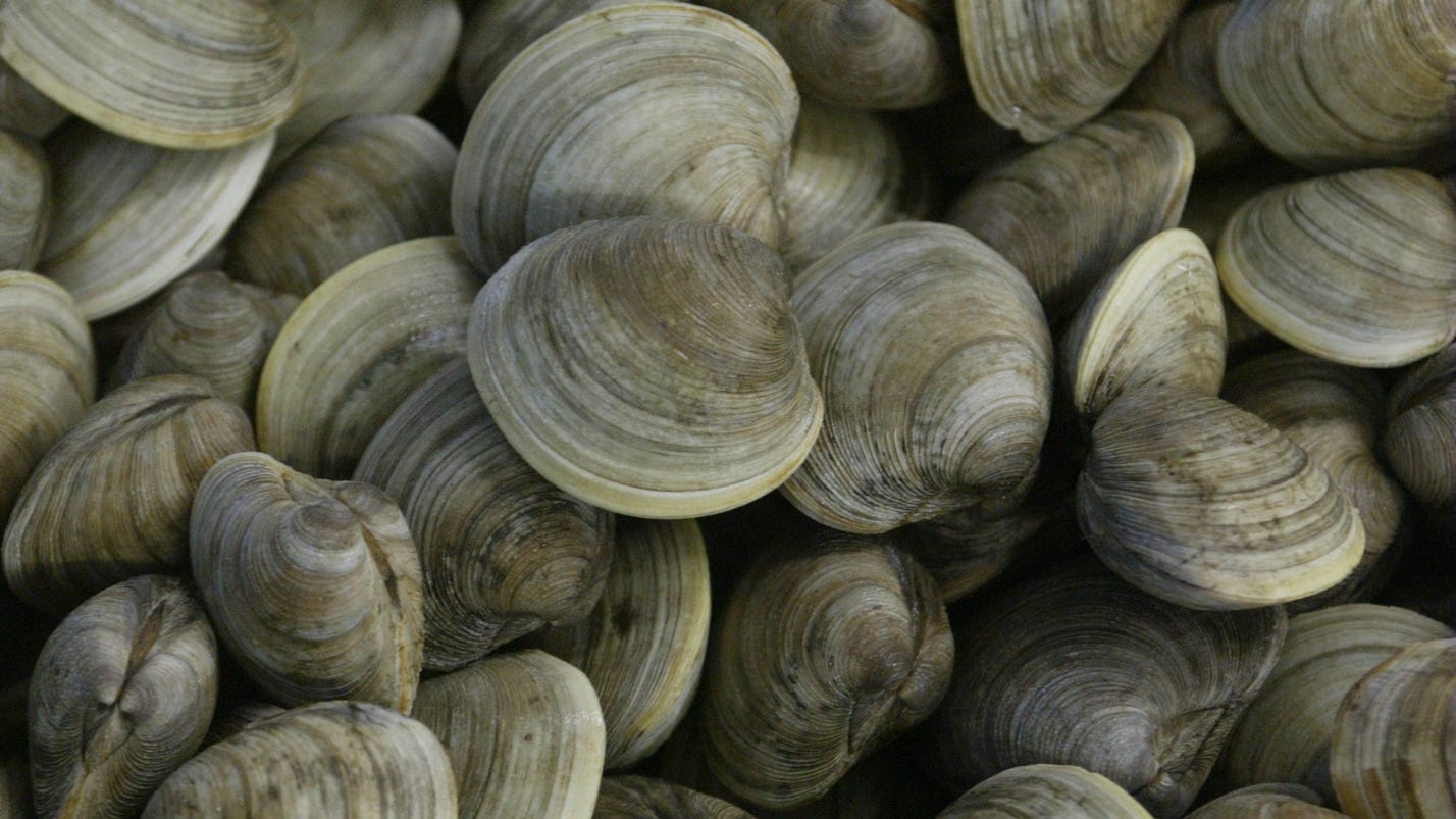 How do clam shells form