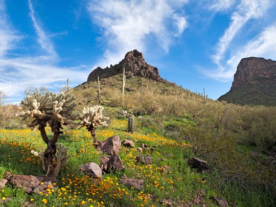 Arizona Wildflowers 2019 Best Hikes Scenic Drives