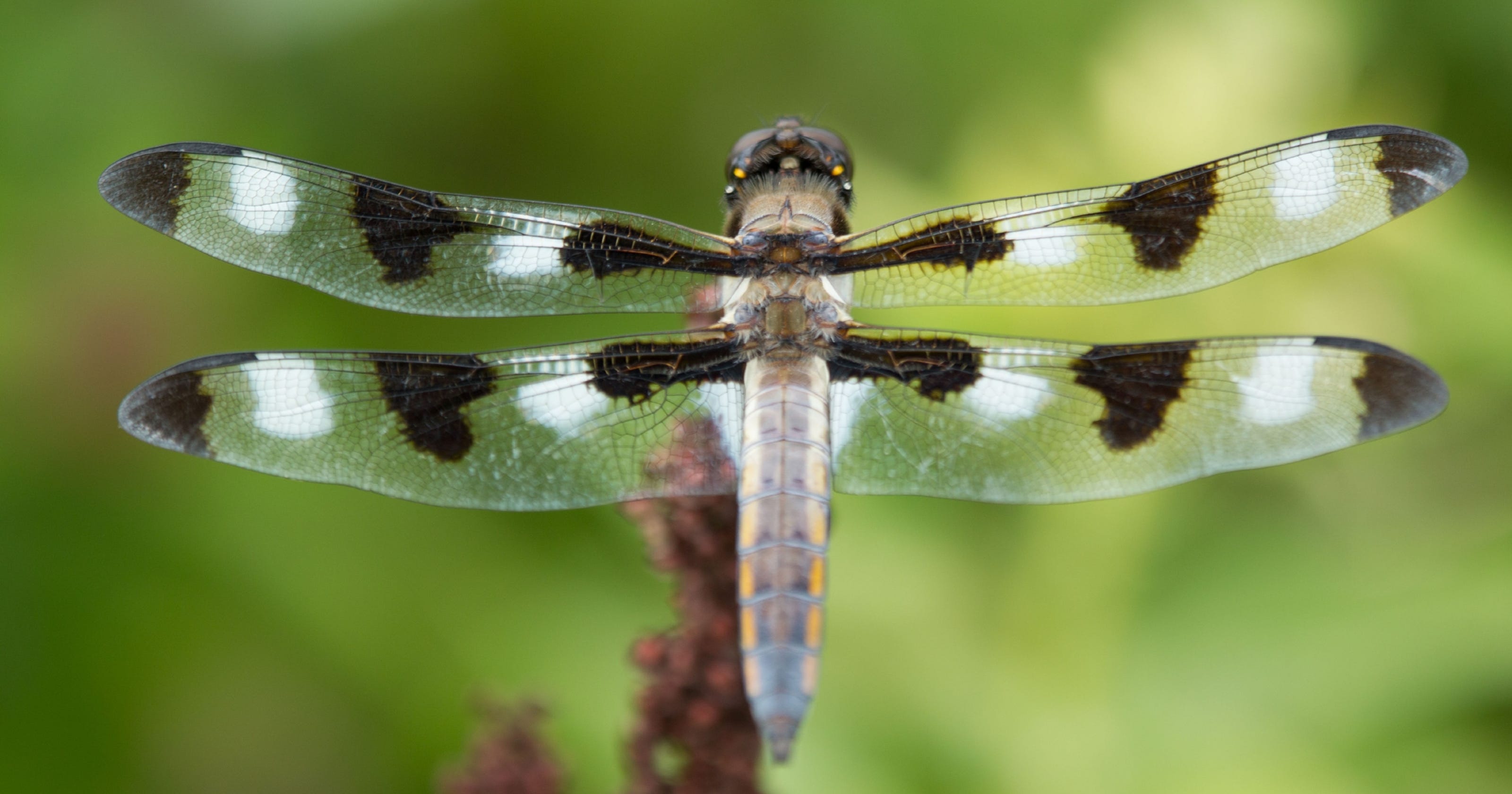 Dragonfly (Odonata anisoptera)