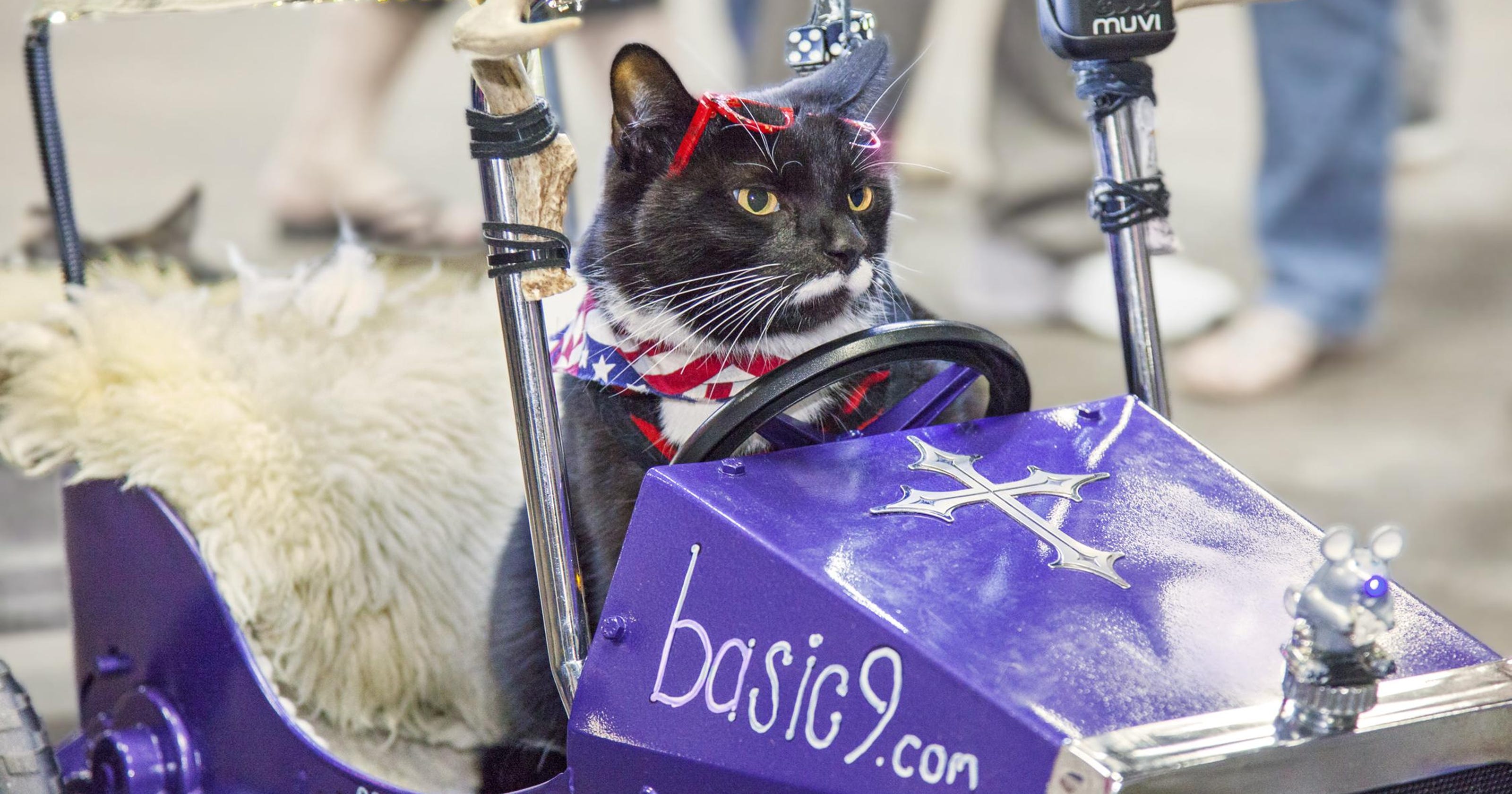NJ's largest cat show at Garden State Exhibit Center