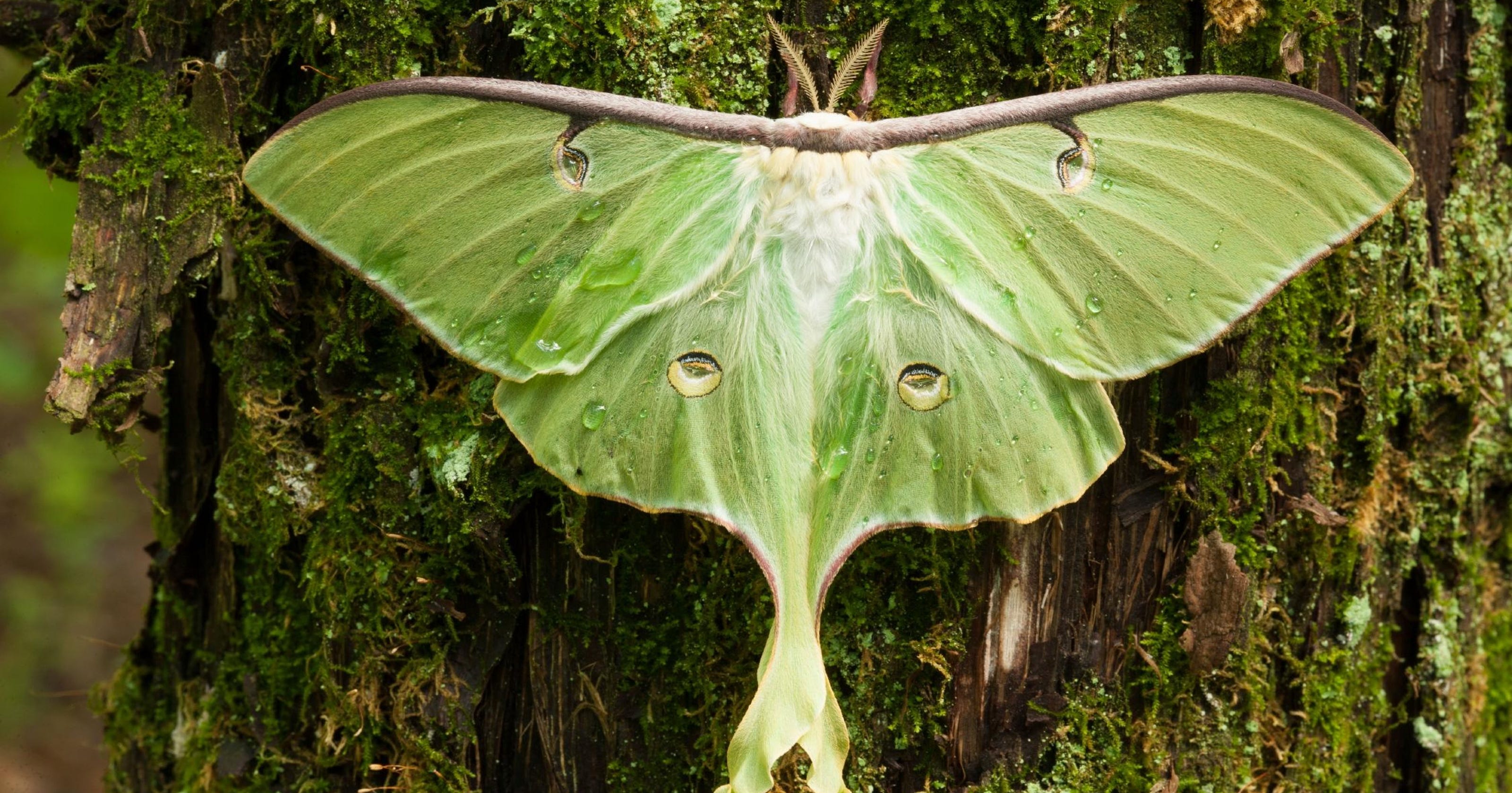 Critter of the Week Luna Moth