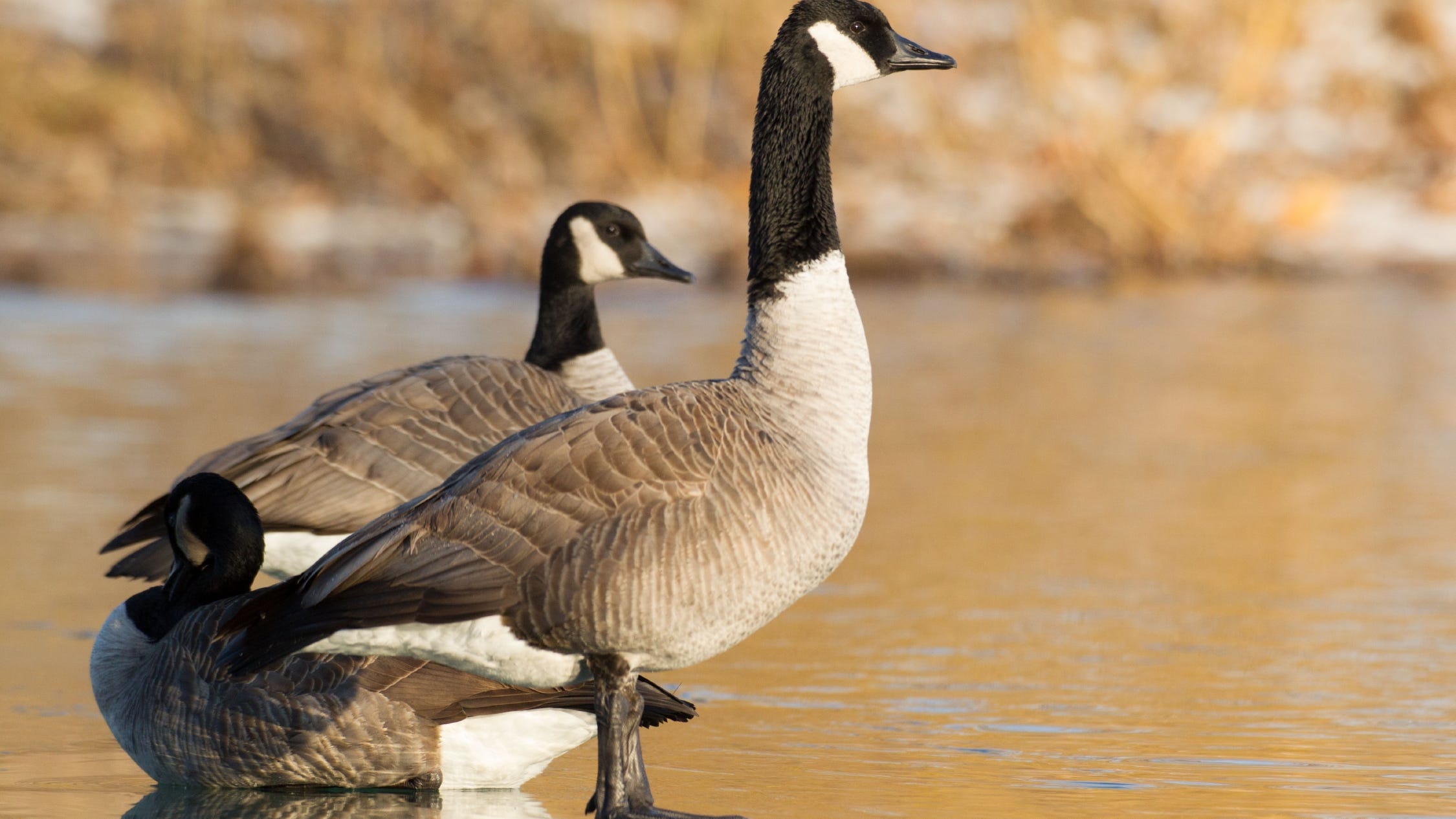 canada goose goose goose duck canada goose goose goose duck