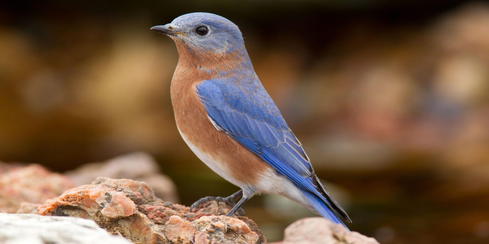 Eastern bluebird (Sialia sialis)
