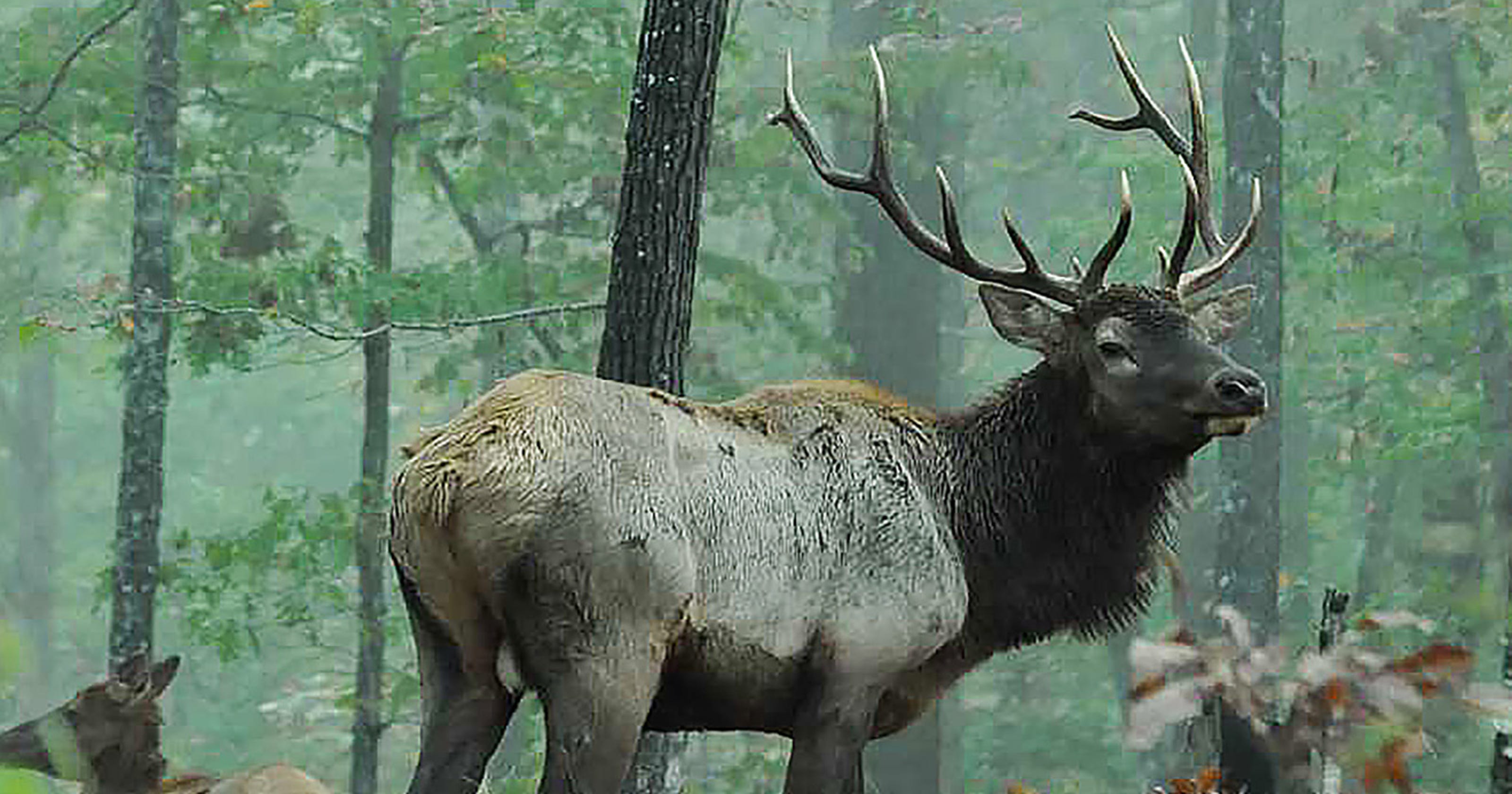 Missouri elk herd growing; first hunt might happen in 2020