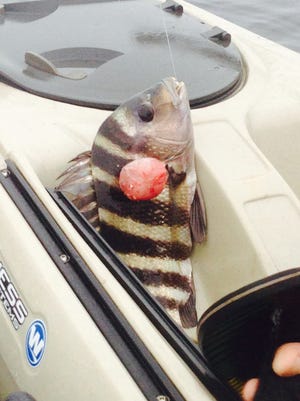 A sheepshead with a lesion on its side was caught in February 2014 in the St. Lucie River near Bessey Creek.