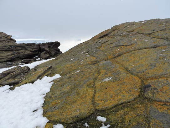 Lichens growing in an ice-free area in Marie Byrd Land,