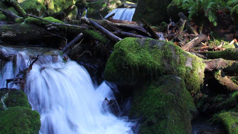 Which Oregon Waterfalls Are Open And Which Were Closed By Wildfire 4k0.15stabilized tilting shot to reveal rocky coastline with pebble beach and green algae covered rocks.